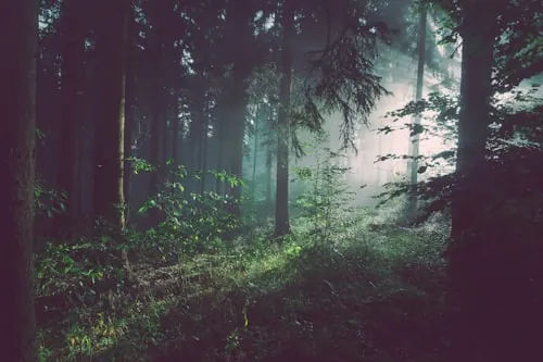 Aerial forest